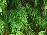 Bambu Ağacı